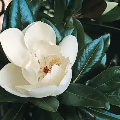 Kremowa magnolia zimozielona rozkwita wśród ciemnozielonych liści.