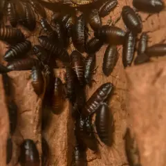 Gromadzą się karaluchy w domu, tworząc niepokojący widok na brązowym tle.