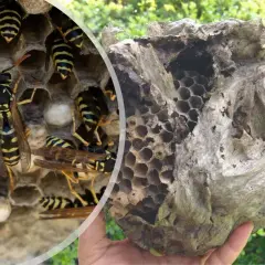 Puste gniazdo os, z widocznymi pustymi komórkami, sugeruje, że nadszedł czas, kiedy osy opuszczają gniazdo.
