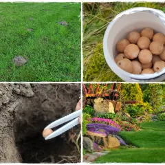 Kret na trawniku? Zobacz, jak pozbyć się kreta, stosując naturalne metody. Wkładasz kulki do ziemi. Piękny ogród bez kopców.