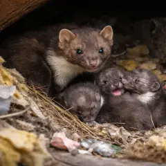 Matka kuna z gromadką małych, śpiących w gnieździe. Widać, jak wygląda kuna i jej urocze potomstwo.