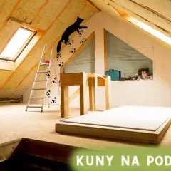 Ślady odchodów kuny na poddaszu, gdzie zwierzęta zostawiły swoje ślady, wspinając się po ścianach i drabince.