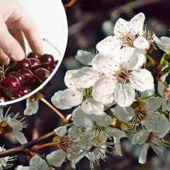 Ręka zbiera dojrzałe wiśnie. W tle kwitnące wiśnia drzewo.