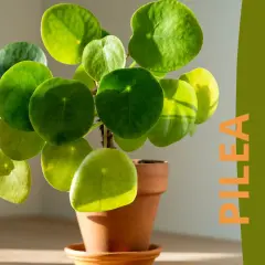 Kwiat pieniążek (Pilea peperomioides) w doniczce, z zielonymi, okrągłymi liśćmi. Tekst "PILEA Pielęgnacja".