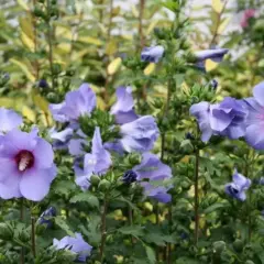Piękny, fioletowy hibiskus kwitnie w słonecznym stanowisku, otoczony zielenią i innymi roślinami.