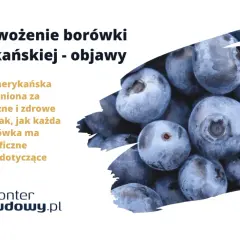 Borówka amerykańska: objawy przenawożenia. Zbliżenie na soczyste, niebieskie owoce borówki, sugerujące problemy z nadmiernym nawożeniem.
