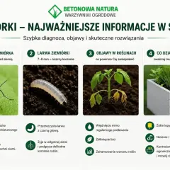Dorosła ziemiórka i jej larwa, objawy w roślinach i metody zwalczania. Nicienie/Neem na larwy w ziemi to skuteczne rozwiązanie.