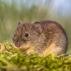 Mała nornica z puszystym futerkiem siedzi na mchu. Idealny kadr, by pokazać, co na nornice.