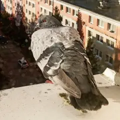 Gołąb na parapecie, z widokiem na ulicę i budynki. Czeka na gołębie, obserwując świat z góry.