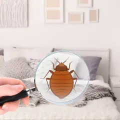 4 sygnały, że masz w domu pluskwy: pluskwa pod lupą na tle łóżka.