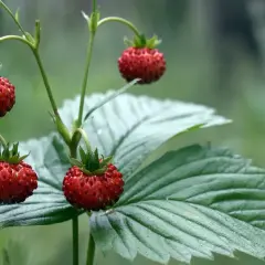 Pyszne poziomki dojrzewają na łodyżkach. Uprawa poziomek w naturze to piękny widok.