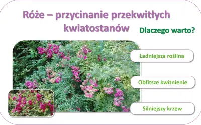 Jak przycinać róże po przekwitnięciu, by cieszyć się ładniejszą rośliną, obfitszym kwitnieniem i silniejszym krzewem.