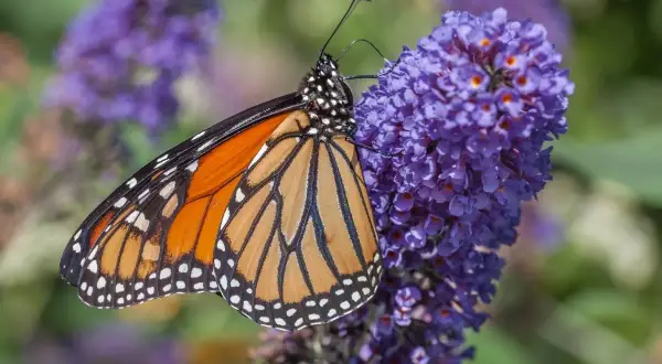 Pomarańczowy motyl monarcha na fioletowym kwiecie. Ten piękny kwiat motyli przyciąga wzrok.