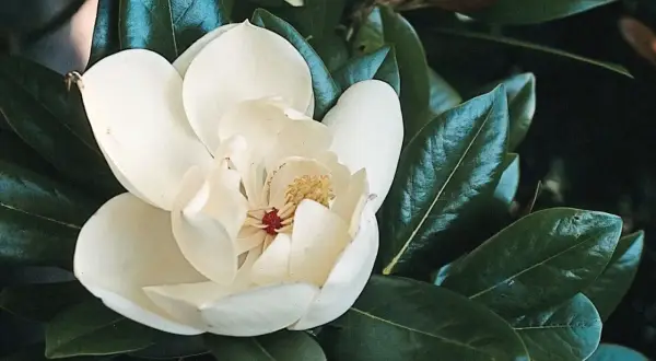Kremowa magnolia zimozielona rozkwita wśród ciemnozielonych liści.