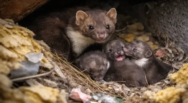 Matka kuna z gromadką małych, śpiących w gnieździe. Widać, jak wygląda kuna i jej urocze potomstwo.