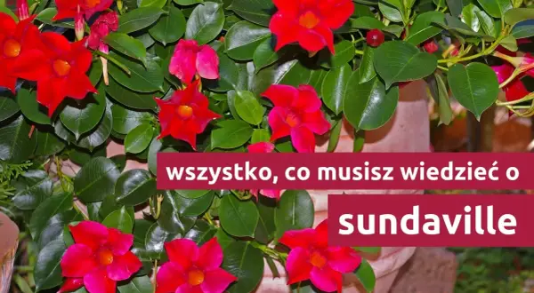 Kwiat sundaville w intensywnym kolorze czerwonym, otoczony bujnymi, zielonymi liśćmi. Tekst informuje: "wszystko, co musisz wiedzieć o sundaville".