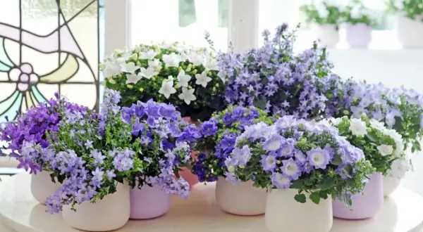 Urocze kwiaty campanula dzwonek w odcieniach fioletu i bieli, w pastelowych doniczkach, tworzą wiosenną kompozycję.