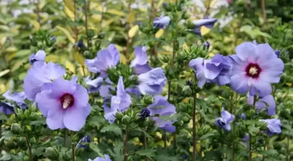 Piękny, fioletowy hibiskus kwitnie w słonecznym stanowisku, otoczony zielenią i innymi roślinami.
