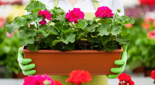 Ręce w zielonych rękawiczkach trzymają doniczkę z kwitnącymi pelargoniami. Idealny czas, kiedy sadzić pelargonie, to wiosna.