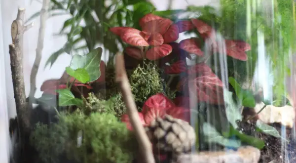 Miniaturowy las w szkle: soczyste zielone mchy, czerwone liście i gałązki tworzą bujny ekosystem.