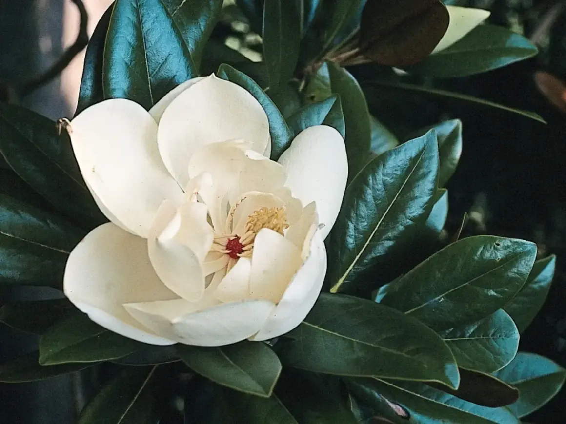 Kremowa magnolia zimozielona rozkwita wśród ciemnozielonych liści.