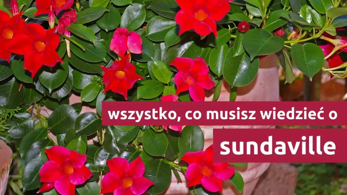Kwiat sundaville w intensywnym kolorze czerwonym, otoczony bujnymi, zielonymi liśćmi. Tekst informuje: "wszystko, co musisz wiedzieć o sundaville".