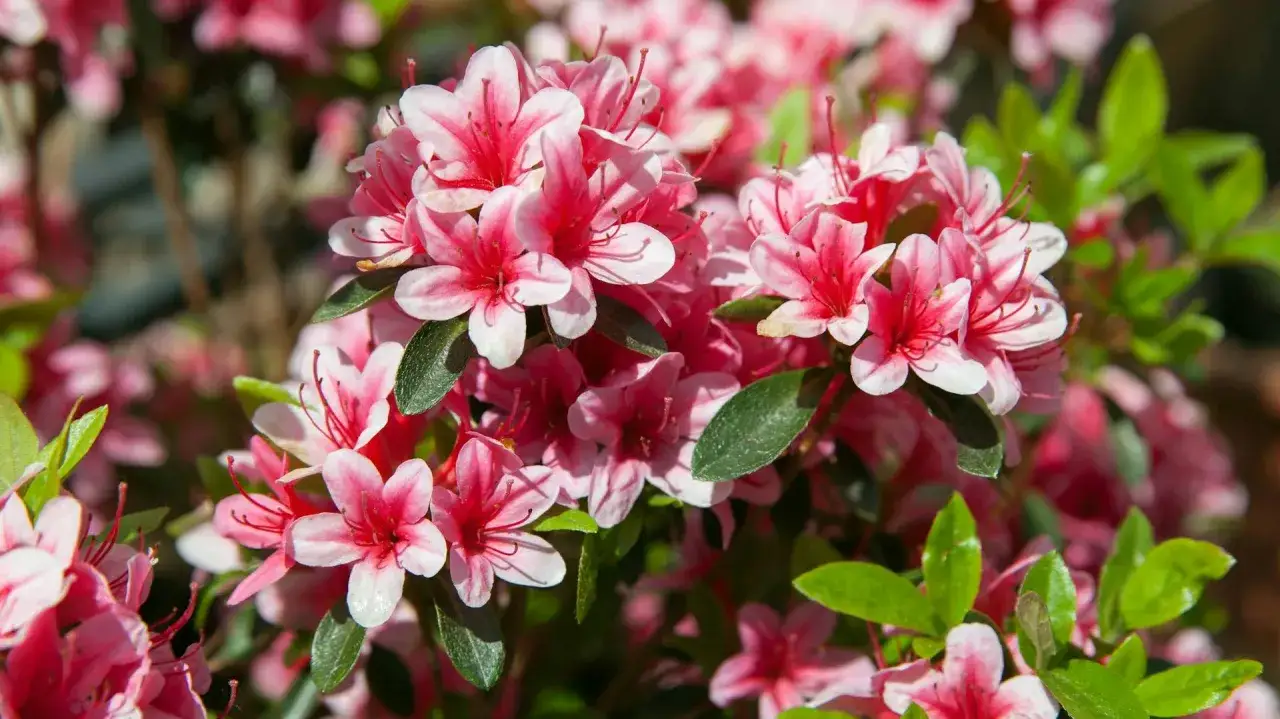 Piękne różowe kwiaty rododendronu, kiedy kwitnie, tworzą barwny kobierzec.
