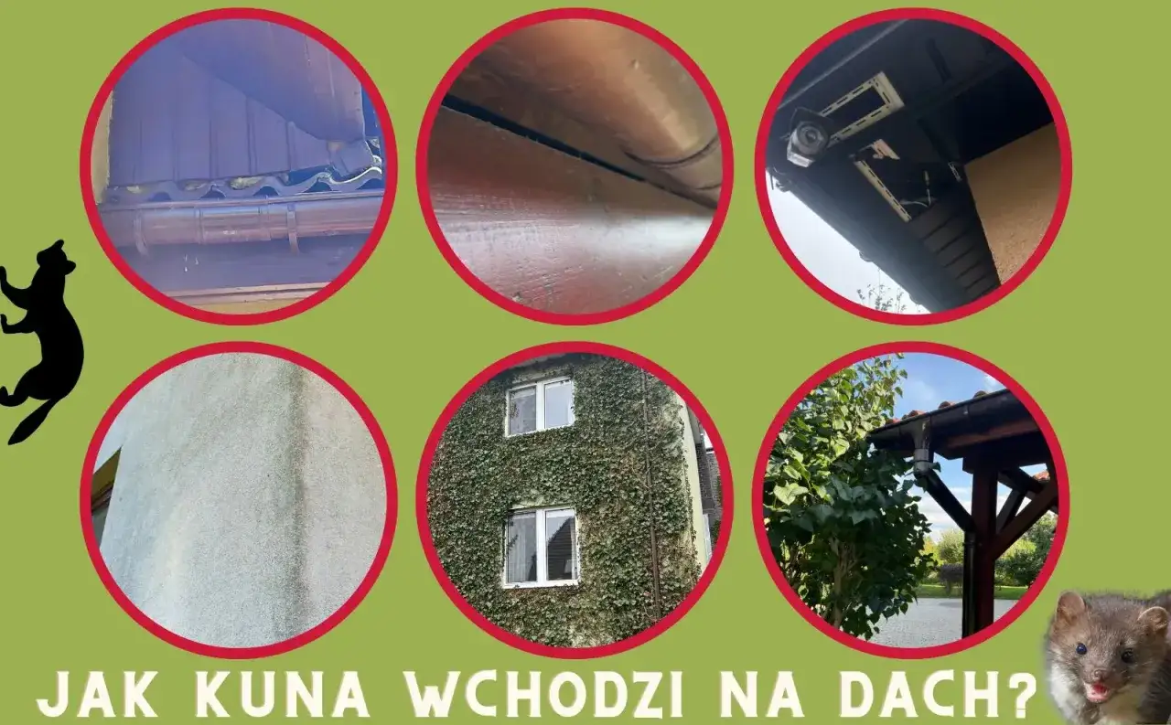 Ślady po odchodach kuny na dachu, przy rynnie i na ścianie domu. Zdjęcia pokazują miejsca, gdzie kuna może się dostać na dach.