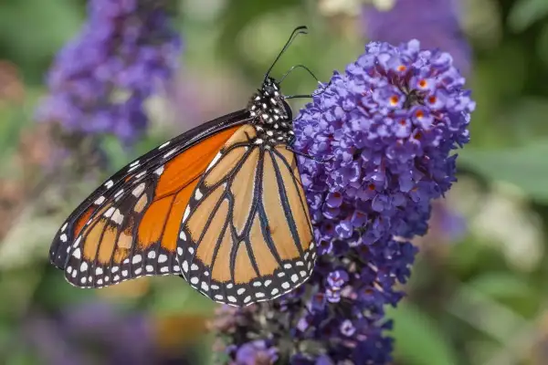 Pomarańczowy motyl monarcha na fioletowym kwiecie. Ten piękny kwiat motyli przyciąga wzrok.