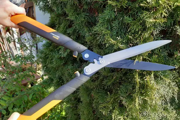 Ręka trzyma nożyce Fiskars, gotowe do przycinania gęstej, zielonej tuja kulista.