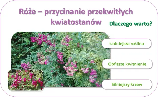 Jak przycinać róże po przekwitnięciu, by cieszyć się ładniejszą rośliną, obfitszym kwitnieniem i silniejszym krzewem.