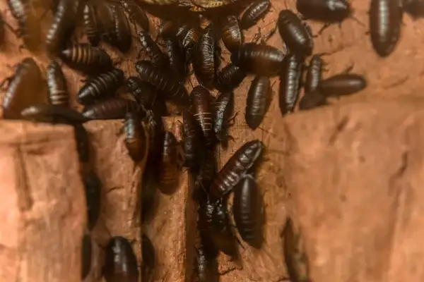 Gromadzą się karaluchy w domu, tworząc niepokojący widok na brązowym tle.