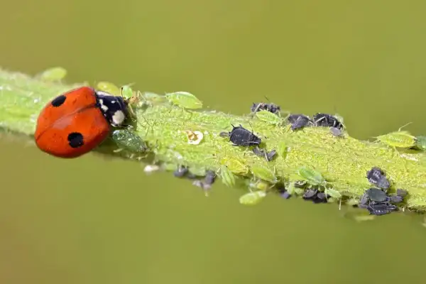 Biedronka, naturalny wróg mszyc, żeruje na łodydze pełnej zielonych i czarnych mszyc.