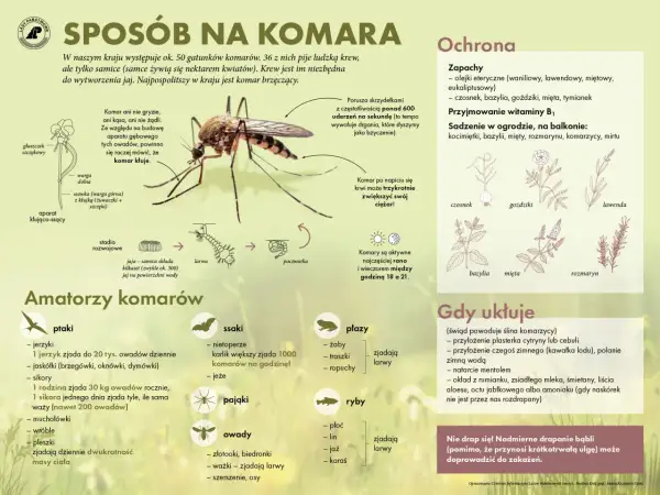 Naturalne metody co odstrasza komary: czosnek, bazylia, goździki, mięta, lawenda, rozmaryn. Warto też przyjmować witaminę B1.
