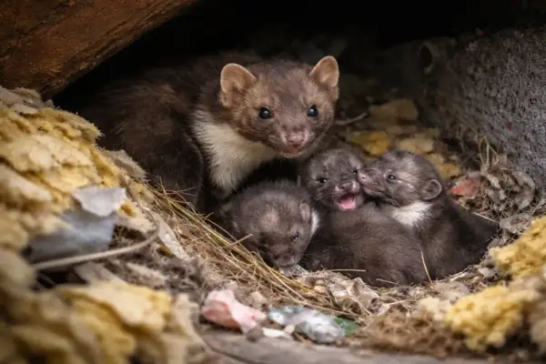 Matka kuna z gromadką małych, śpiących w gnieździe. Widać, jak wygląda kuna i jej urocze potomstwo.
