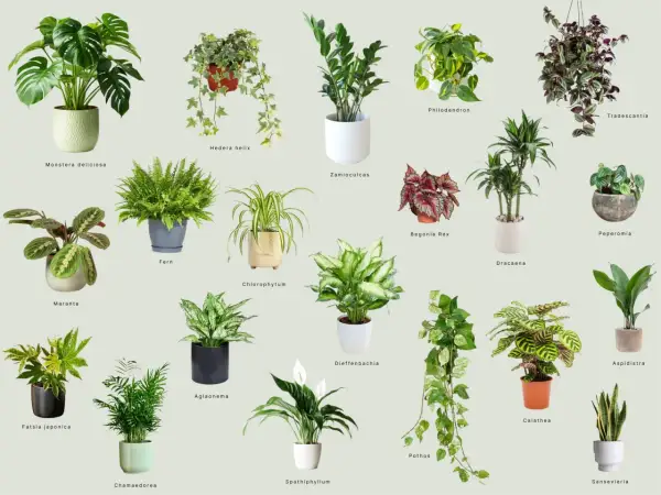 Kolekcja zielonych kwiatów domowych: Monstera, paproć, zamiokulkas, kalatea i inne.