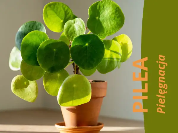 Kwiat pieniążek (Pilea peperomioides) w doniczce, z zielonymi, okrągłymi liśćmi. Tekst "PILEA Pielęgnacja".