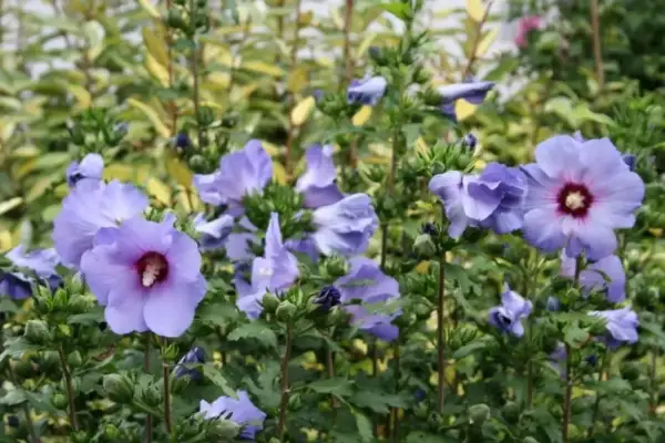 Piękny, fioletowy hibiskus kwitnie w słonecznym stanowisku, otoczony zielenią i innymi roślinami.