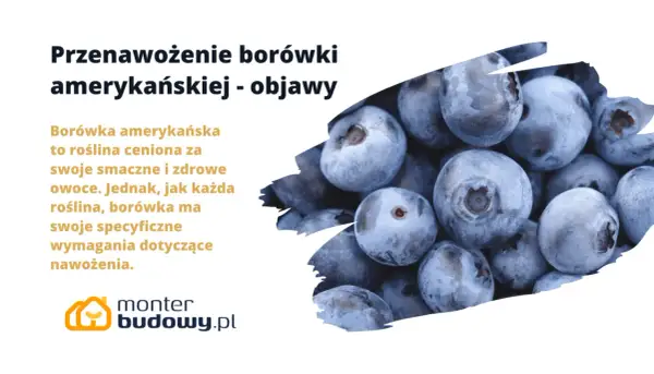 Borówka amerykańska: objawy przenawożenia. Zbliżenie na soczyste, niebieskie owoce borówki, sugerujące problemy z nadmiernym nawożeniem.