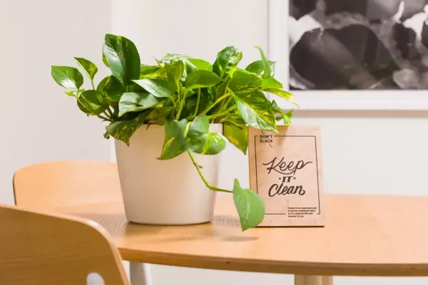 Zielony kwiat epipremnum w białej doniczce stoi obok tabliczki "Keep it Clean" na drewnianym stole.