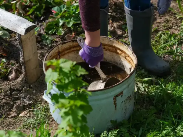 Ręka w fioletowej rękawiczce miesza łopatką płynny obornik koński w starej balii.