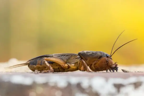 Turkuc podjadek, jak się pozbyć? Ten owad niszczy korzenie roślin.