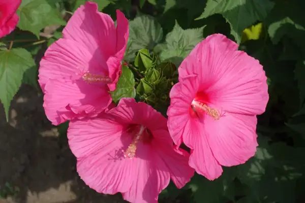 Trzy duże, różowe kwiaty hibiskusa bagiennego kwitną bujnie. Ich uprawa jest satysfakcjonująca.
