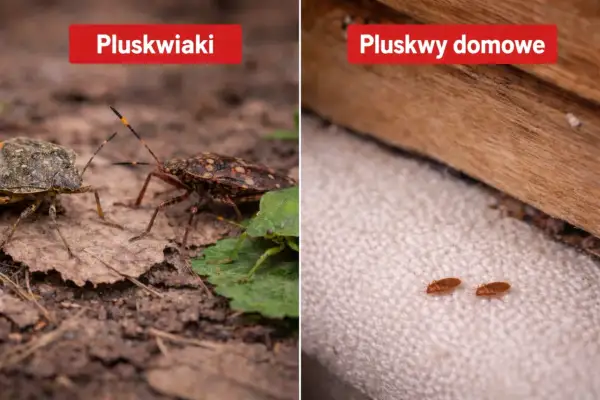 Dwa różne rodzaje pluskwiaków: większe na ziemi, mniejsze, domowe, na tkaninie.