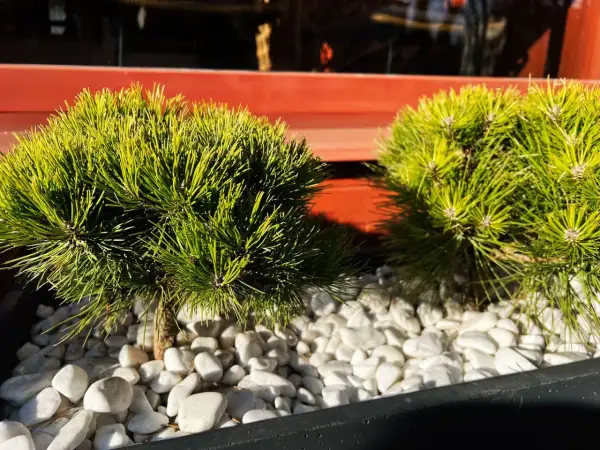 Dwa miniaturowe iglaki w donicy, ozdobione białymi kamykami, tworzą zieloną oazę na balkonie.
